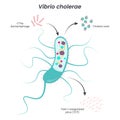 Vibrio cholerae diagram