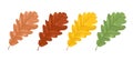 Set of oak leaves in brown, yellow, green and red color isolated on white background. Royalty Free Stock Photo