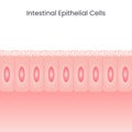 Intestinal Epithelial Cells background