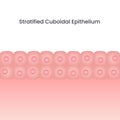 Stratified cuboidal epithelium cell vector background illustration