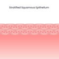 Stratified Squamous Epithelium Cells scientific background vector illustration Royalty Free Stock Photo
