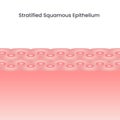 Stratified Squamous Epithelium Cells scientific background vector illustration