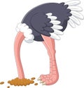 Ostrich hiding its head in the hole