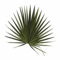 Exotic plant of palmetto flower, isolated tropical leaves of summer or spring.