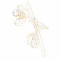 Blooming cherry. Golden Sakura branch with flower buds. Gold drawing