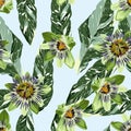 Seamless floral pattern with tropical passiflora flowers with exotic leaves on blue background. Royalty Free Stock Photo