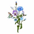 Hand drawn illustration of a beautiful oxypetalum and garden, wild spring blue flowers bouquet.