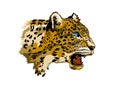 Leopard head vector, roaring a wild animal hand drawing