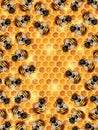 Buzzing Working Bees crawling on a Honeycomb Royalty Free Stock Photo