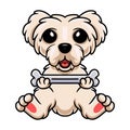 Cute maltese puppy dog cartoon holding a bone Royalty Free Stock Photo