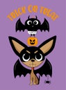 Trick or treat - Vampire chihuhua dog with cute bat and spider. Royalty Free Stock Photo