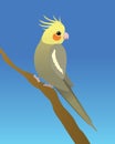 A cockatiel perched on a branch. It`s a grey male bird.  The background is blue. Royalty Free Stock Photo