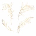 Golden Olive branch. Isolated illustration element. Outline Palm leaf and Olive Branch In a Trendy Minimalist Style.