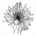 Black, white sunflower botanical illustration.