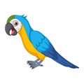 Cute macaw cartoon on white background Royalty Free Stock Photo