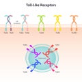 Toll-like receptor science vector illustration background graphic