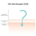 Toll-like receptor science vector illustration background graphic Royalty Free Stock Photo