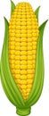 Sweet corn cob on white background Royalty Free Stock Photo