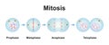 Mitosis Phases Royalty Free Stock Photo