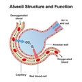 Alveoli Structure And Function Royalty Free Stock Photo