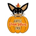 Cutest pumpkin ever - Cute Chihuahua puppy in pumpkin.