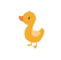 Print. Cute duckling. Little duckling. Funny bird. Farm animal. simple duck illustration