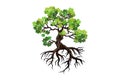 Old mangrove tree vector illustrations Royalty Free Stock Photo