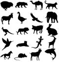 set of animals silhouettes. kangaroo, lion, pig, rabbit, here, sparrow, dove, lizard, lizards, Dall sheep, rat, mouse, dolphin