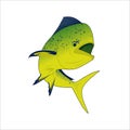 Vector illustration of mahi mahi fish Royalty Free Stock Photo
