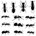 Silhouettes of various types of ants