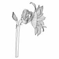 Decorative clivia amaryllis branch flowers set, design elements.
