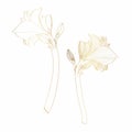 Decorative line golden clivia amaryllis branch flowers set, design elements.