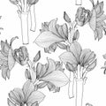 Amaryllis Hipperastrum lilly blooming flowers seamless pattern. Royalty Free Stock Photo