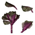 Illustration of ornamental kale. Japanese new year flower. Fresh purple cabbage, cauliflower, chinese cabbage.