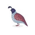 Print. Cartoon vector quail. Wild bird. cartoon character