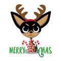 Merry Xmas - cute chihuahua dog in antler, with candy cane