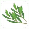 Olive tree isolated on white background with border. Royalty Free Stock Photo
