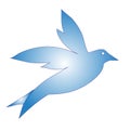 Dove - Beautiful bird in Blue color - wildlife images