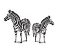 standing zebra illustration vector, zebra animal icon design.