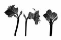 Decorative clivia amaryllis line flowers, design elements.