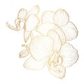 Flower of line tropical orchid. Golden Ink illustration branch isolated.