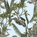 Tropical vintage  palm, monstera, plant, plumeria flowers floral seamless border, blue background. Royalty Free Stock Photo