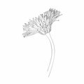 Beautiful monochrome, line, black and white gerbera flower  isolated. Royalty Free Stock Photo