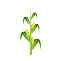 Corn tree or stalks vector