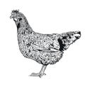 Chicken farm eggs sketch on white background. Vector illustration perfect for wallpaper or design elements