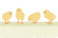 Texture baby Chicks Royalty Free Stock Photo