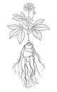 Vector outline Panax ginseng or Chinese ginseng berry bunch and root in black isolated on white background.