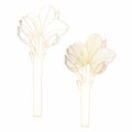 Decorative line golden clivia amaryllis branch flowers set, design elements.