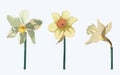 Beautiful narcissus flowers set for cards, posters, textile etc.