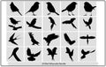 A Flock of Flying Birds. Vector,Vector silhouette flying birds,Vector Collection of Bird Silhouettes Royalty Free Stock Photo